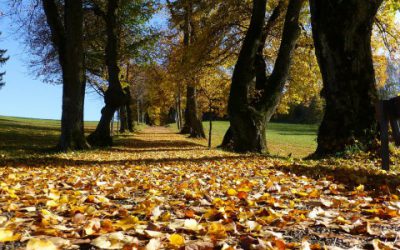 Technivert assure les travaux d’automne de vos espaces verts