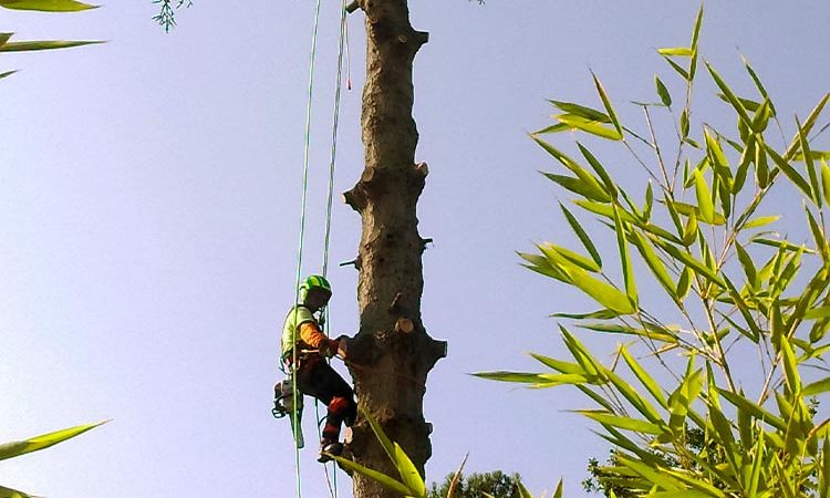 Abattage d’arbres dangereux à Bordeaux Caudéran (33)